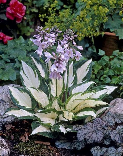 098320 Hosta Fire and Ice