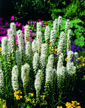 098740 Liatris spicata floristan weiß (à 10 Stück)