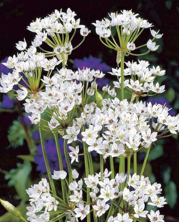 081450 Allium neapolitanum (à 20 Stück)