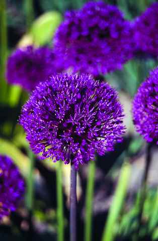 542020 Allium aflatunense Purple Sensation