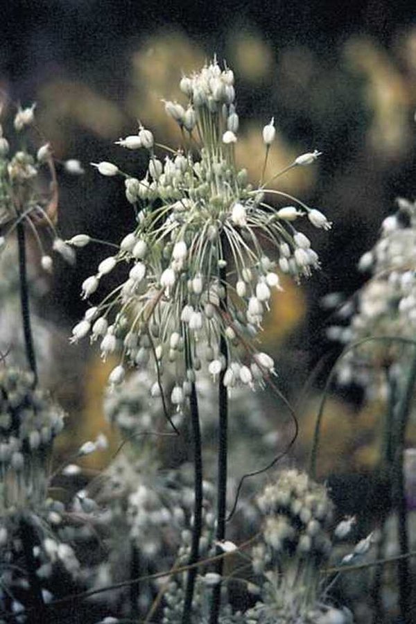542230 Allium carinatum ssp. pulchellum album  je 5 Stück