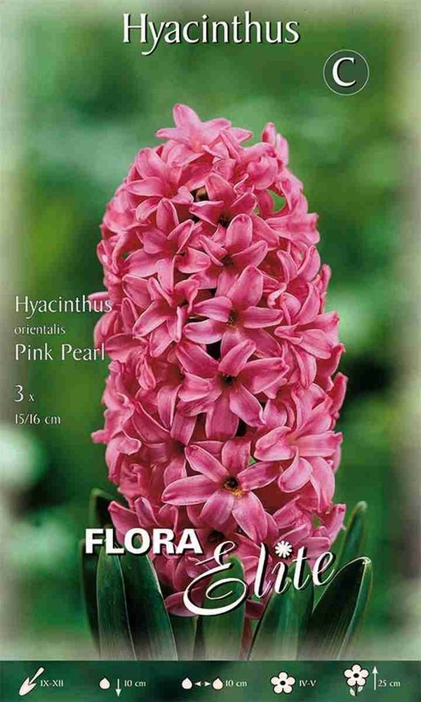 950280 Pink Pearl - HYAZINTHEN für Freiland
