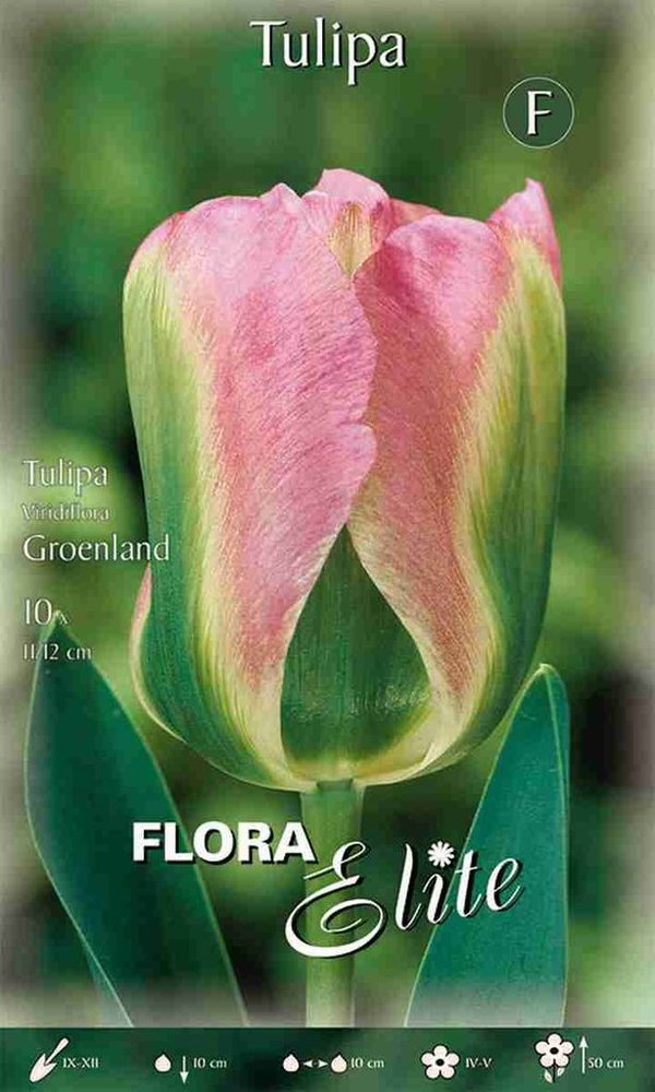 956180 Groenland  - Viridiflora TULPEN