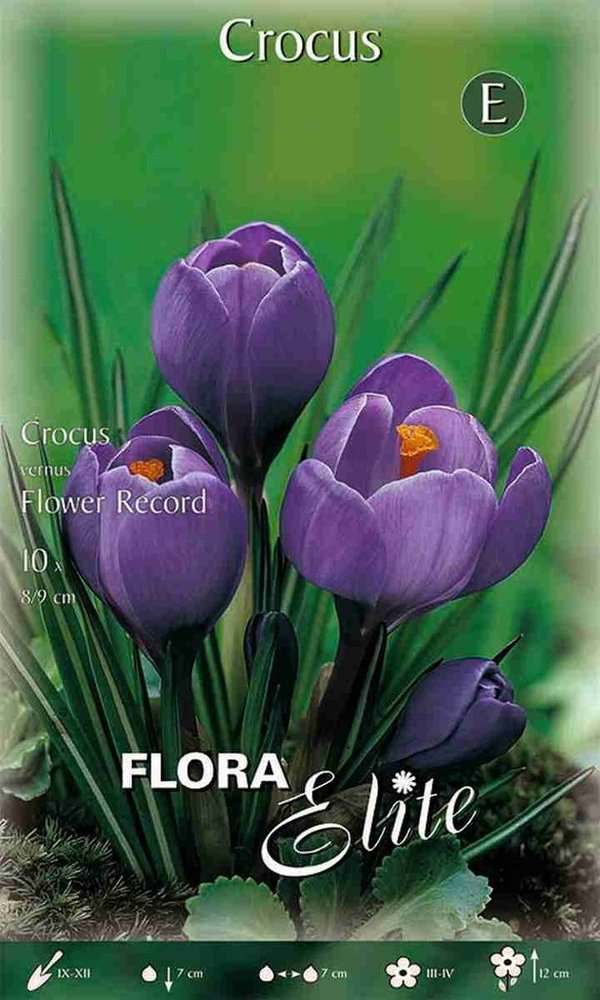 962500 Flower Record  - Großblumige GARTENKROKUS