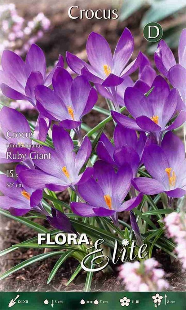 962180 tomm. Ruby Giant  - Frühjahrsblühende botanische CROCUS