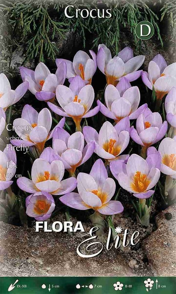 962220 sieberi Firefly  - Frühjahrsblühende botanische CROCUS