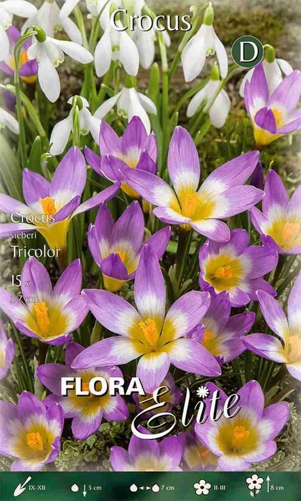 962260 sieberi Tricolor  - Frühjahrsblühende botanische CROCUS