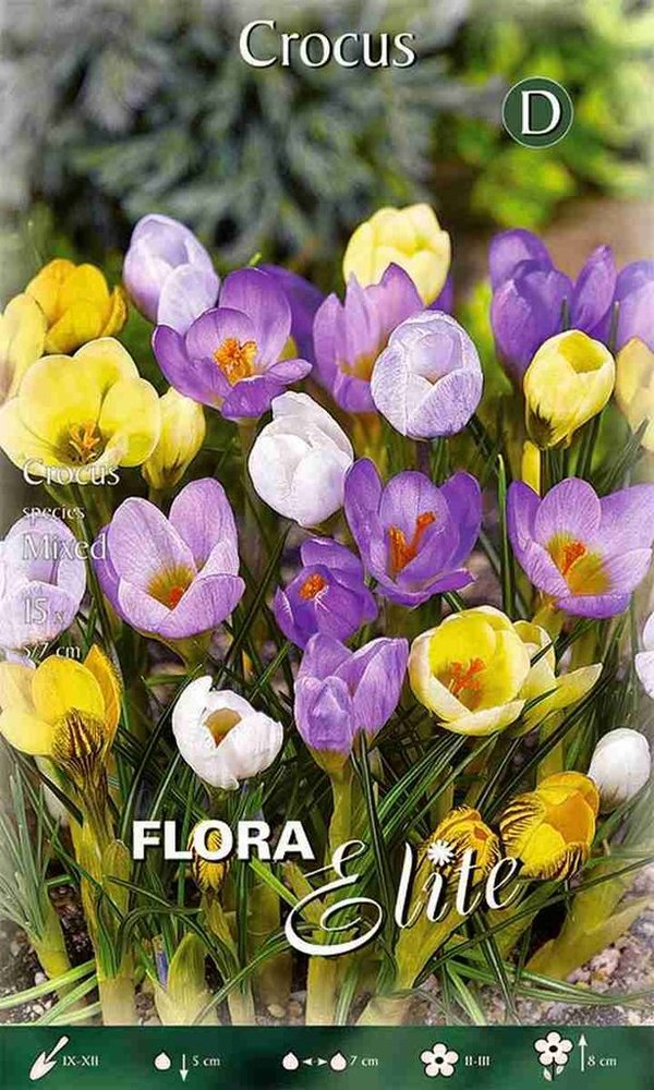 962300 Prachtmischung - Frühjahrsblühende botanische CROCUS