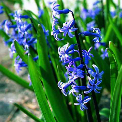 558550 Hyacinthus orientalis ssp. Orientalis blau Je 5 Stück