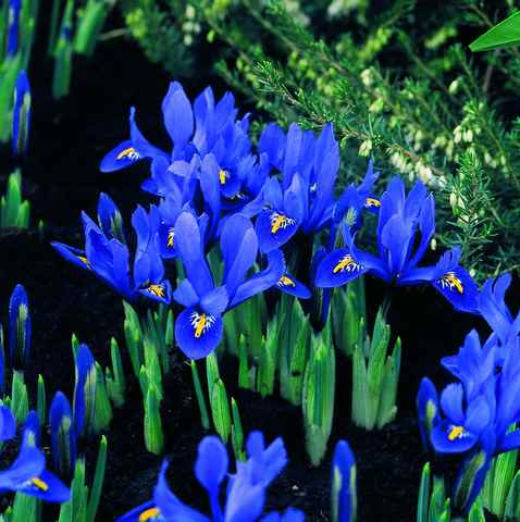 575800 Iris reticulata - Netzblatt-Schwertlilie je 10 Stück