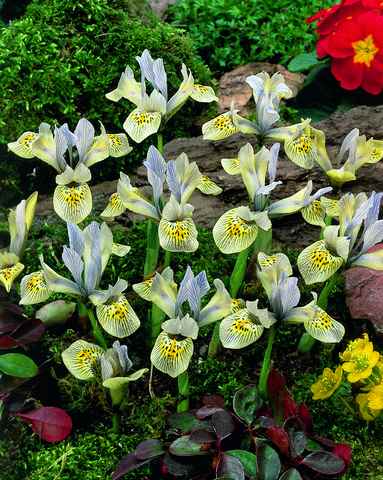575740  Iris Hybride Katharine Hodgkin - Iris Species je 10 Stück