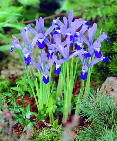575860 Iris reticulata Clairette - Netzblatt-Schwertlilie je 10 Stück