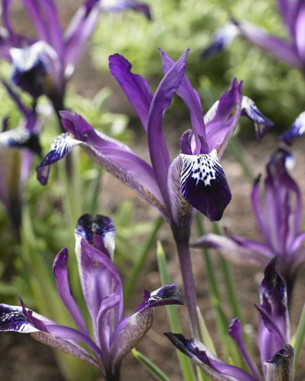 576330 Iris reticulata "Spot On" - Netzblatt-Schwertlilie je 10 Stück