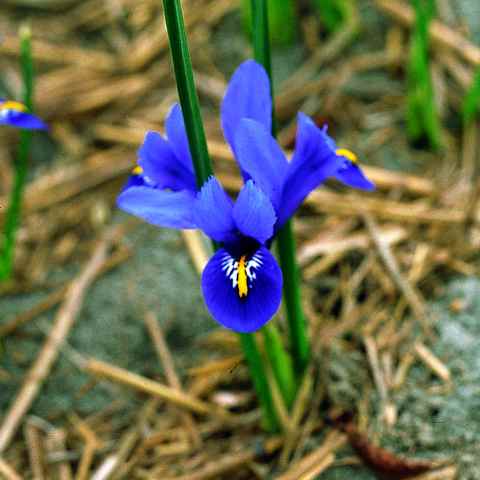 575950 Iris reticulata Harmony - Netzblatt-Schwertlilie je 10 Stück