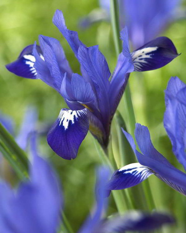 575890 Iris reticulata "Fabiola" - Netzblatt-Schwertlilie je 10 Stück
