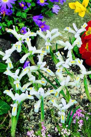 576160 Iris reticulata Natascha – Netzblatt-Schwertlilie je 10 Stück