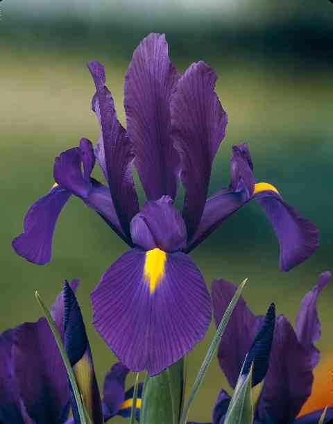 578160 Iris hollandica Purple Sensation je 10 Stück