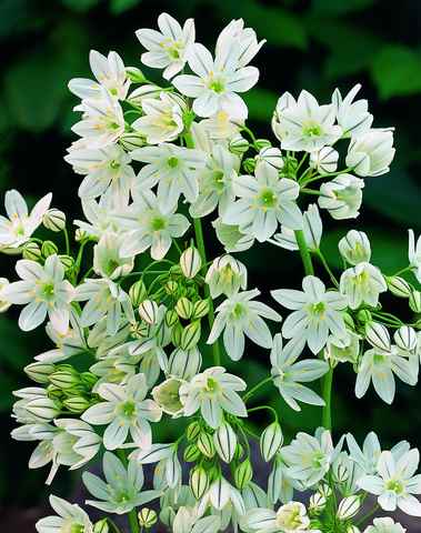 591500 Triteleia hyacinthina (lactaea) - Frühlingsstern je 10 Stück