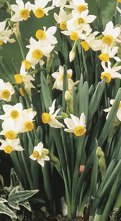 536990 Narcissus canaliculatus - Species je 10 Stück