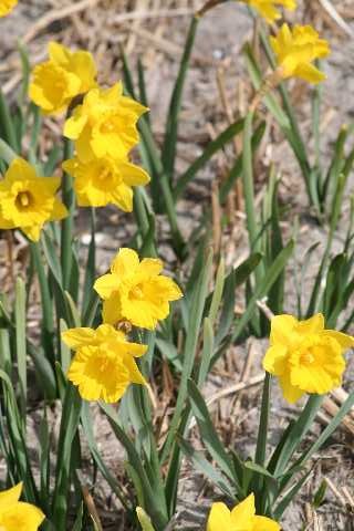 537130 Narcissus obvallaris (pseudonarcissus) je 10 Stück