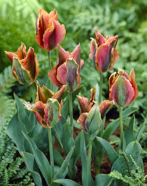 470420 Viridiflora-Tulpe Artist je 10 Stück