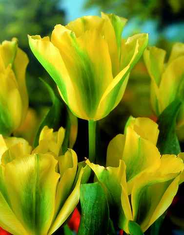 470770 Viridiflora-Tulpe Yellow Springgreen je 10 Stück