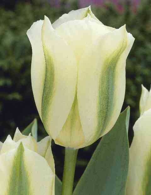 470730 Viridiflora-Tulpe Spring Green je 10 Stück