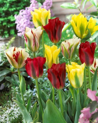 470850 Viridiflora-Tulpe Prachtmischung je 10 Stück