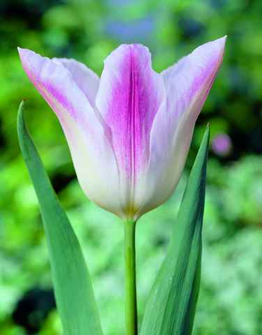 473000 Lilienblütige Tulpe Holland Chic® je 10 Stück