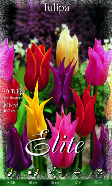 477410 Lilienblütige Tulpe Prachtmischung je 10 Stück