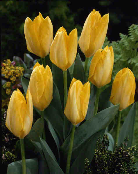 498770 Fosteriana Tulpe Yellow Purissima je 10 Stück