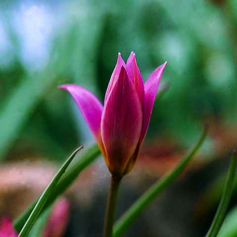 517480 Tulipa aucheriana