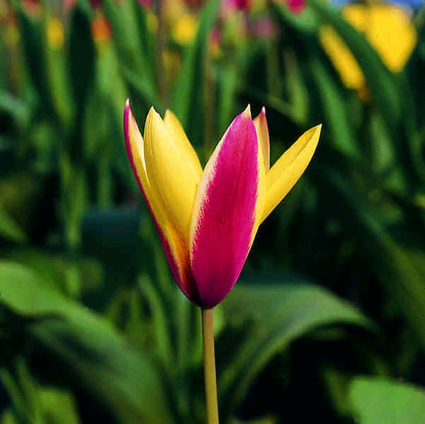 518550 Tulipa clusiana "Cynthia"
