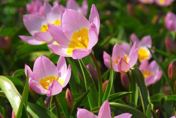 517580 Tulipa bakeri Lilac Wonder - Species je 10 Stück