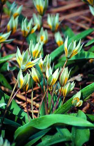 517860 Tulipa biflora