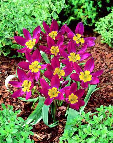 519340 Tulipa humilis "Odalisque" - Species je 10 Stück
