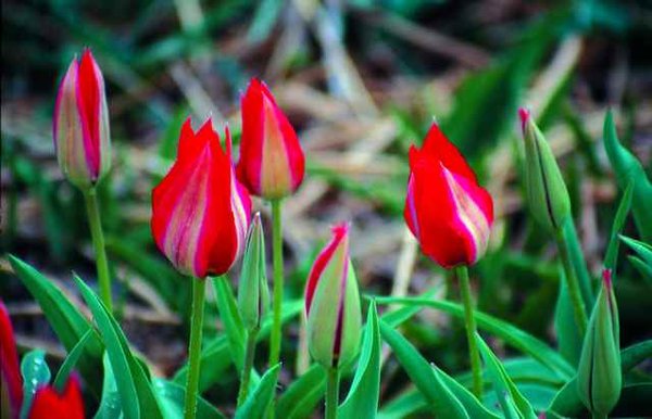 519010 Tulipa eichleri - Species je 10 Stück