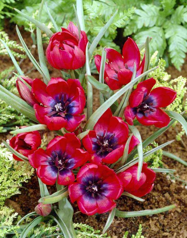 519330 Tulipa humilis "Lilliput" - Species je 10 Stück