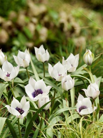 519290 Tulipa humilis "alba" - Species je 5 Stück