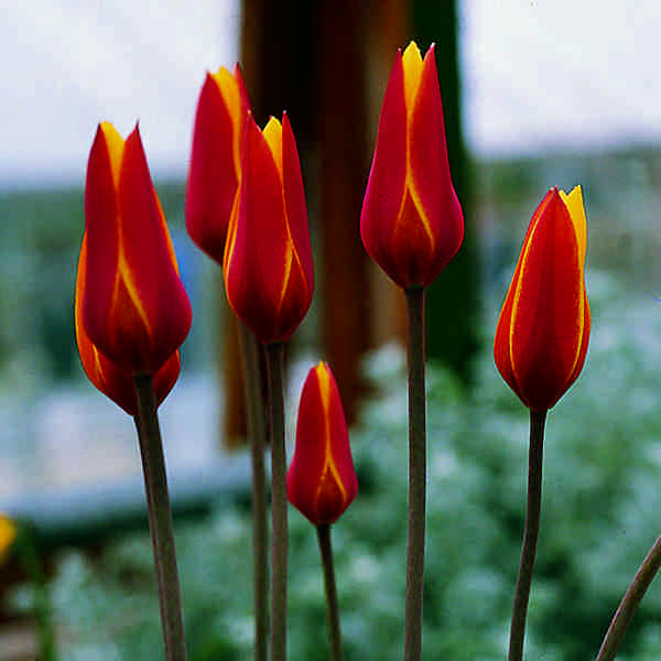 518470 Tulipa clusiana 'Tubergen's gem'