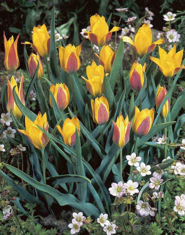519400 Tulipa kolpakowskiana - Species je 10 Stück