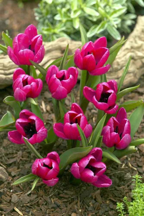 519370 Tulipa humilis violaceae Black Base - Species je 10 Stück