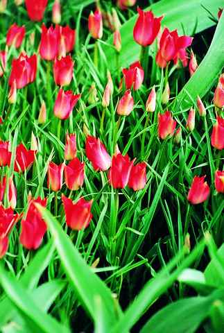 519560 Tulipa linifolia - Species je 10 Stück