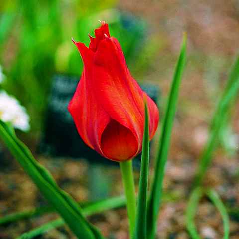 522050 Tulipa vvedenskyii - Species je 10 Stück