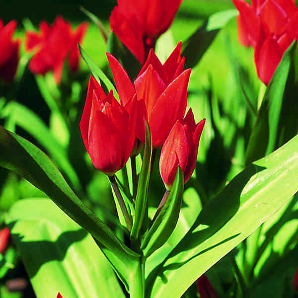 520930 Tulipa praestans Zwanenburg Varietät - Species je 10 Stück
