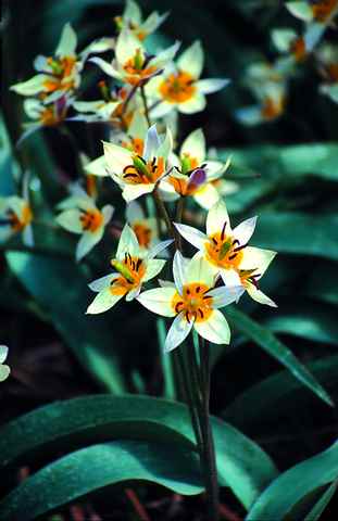 521870 Tulipa turkestanica - Species je 10 Stück
