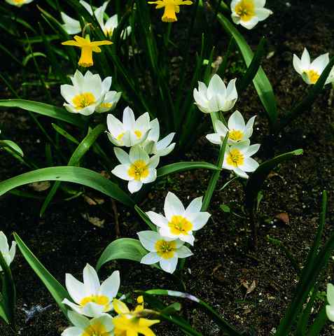 520160 Tulipa polychroma - Species je 10 Stück