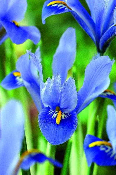 575840 Iris reticulata Alida - Netzblatt-Schwertlilie je 10 Stück
