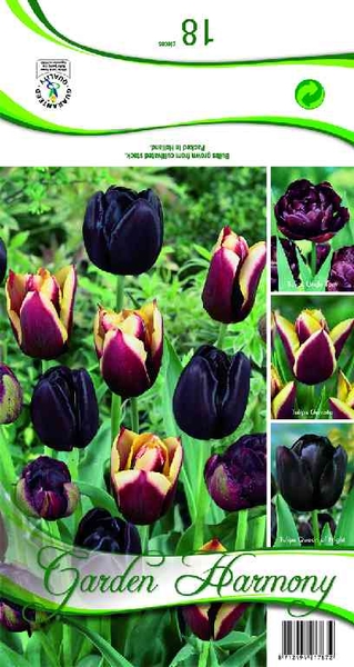 982020 Kollektion schwarze Tulpen