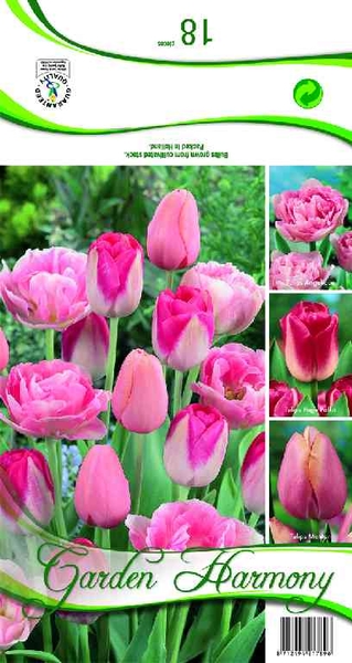 982060 Kollektion rosa Tulpen